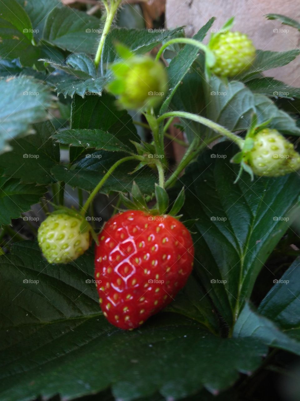Ripe strawberry and green strawberries... Moranguinho maduro e moranguinhos verdes...