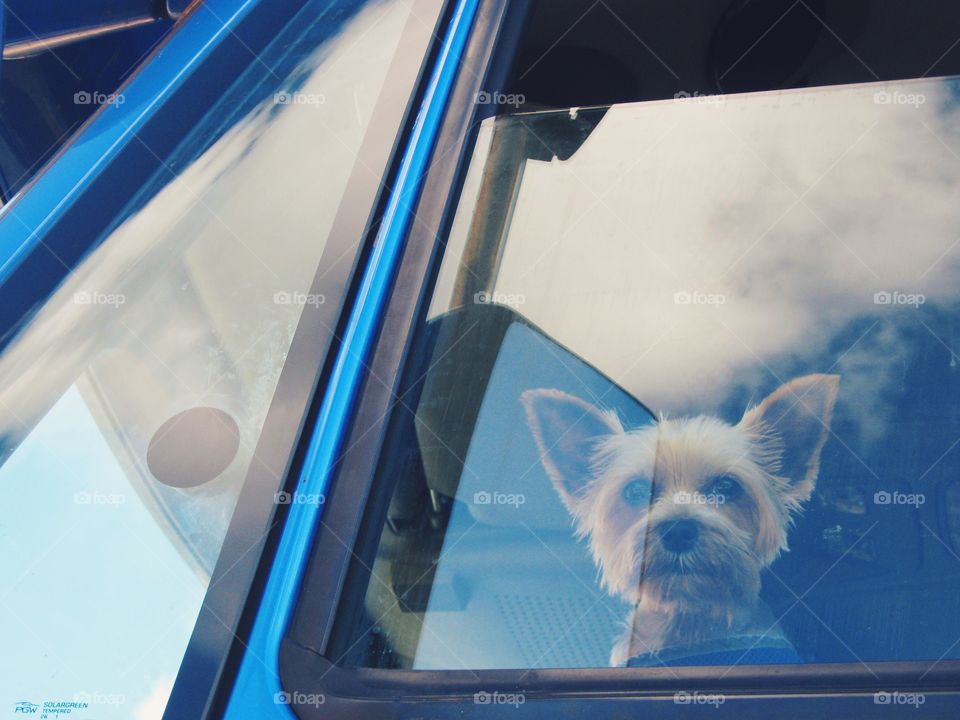 Dog looking out semi truck window and waiting for owner