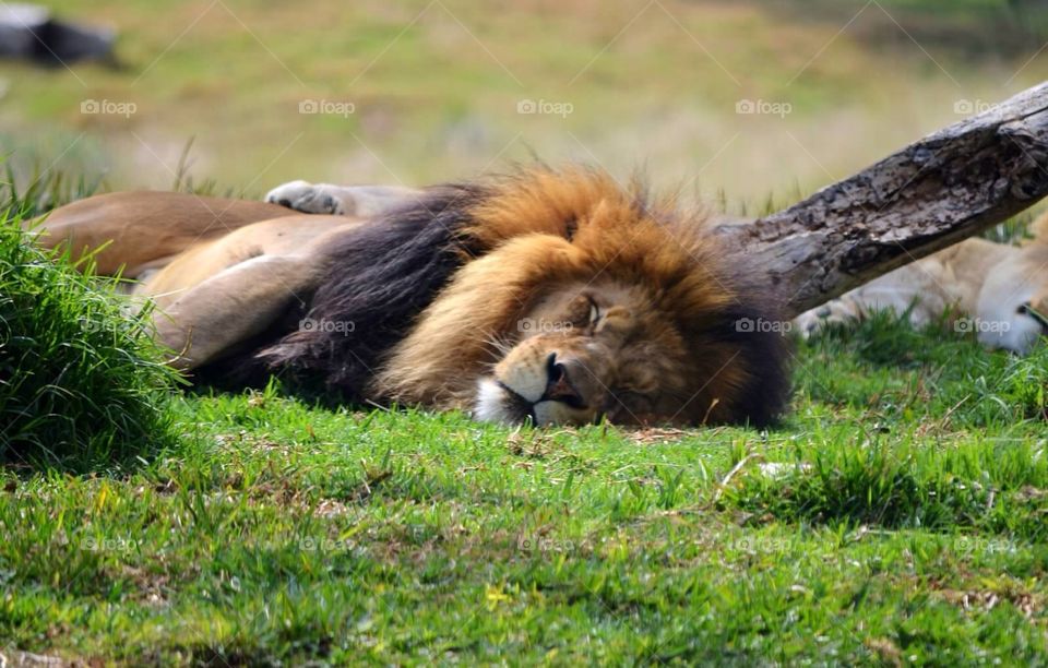 The king sleeps. Sleeping lion at San Diego Zoo