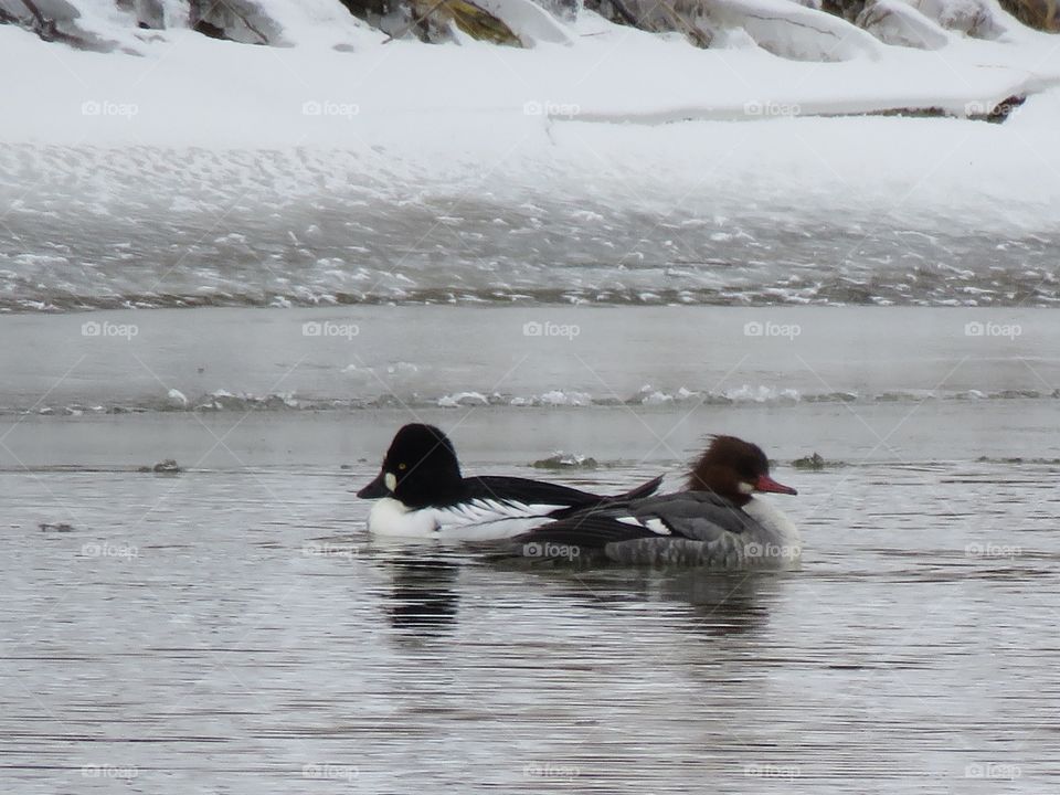 A Common Merganser and a Common Goldeneye swim past each other on an icy river.