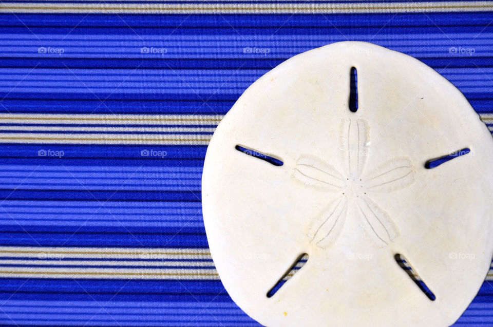 Foap mission Shapes: A sand dollar against a pretty blue striped background. 