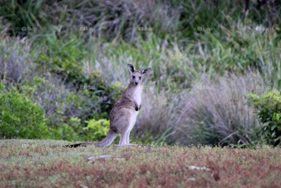 depot beach australia kangaroo boxing by cataana
