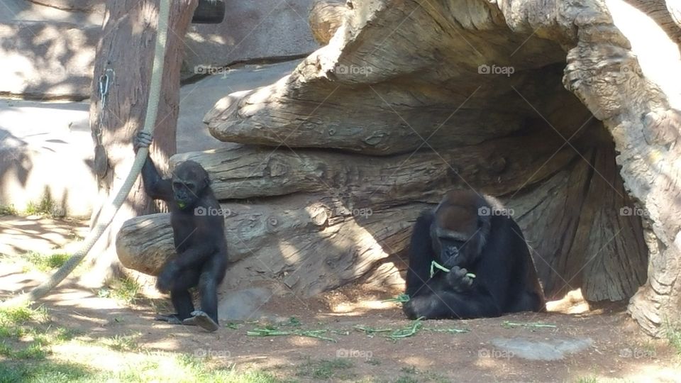 hanging at the zoo