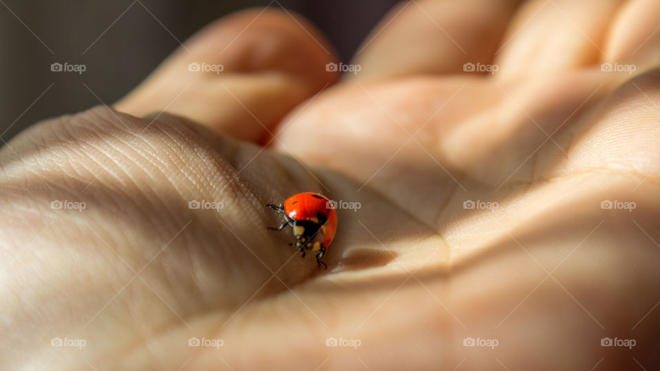 Ladybird on the palm hand 