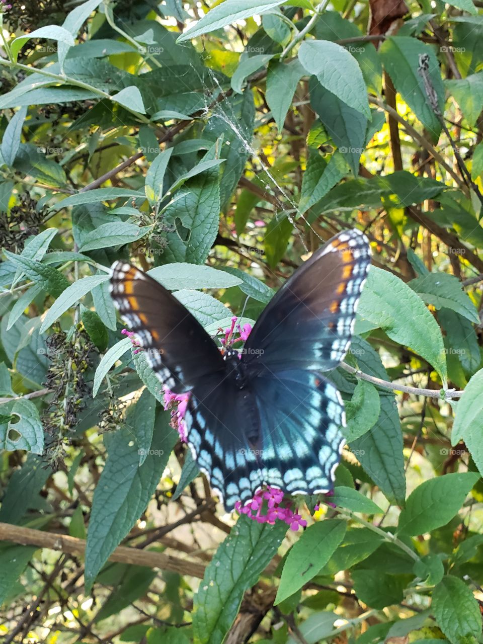 Beautiful colorful butterfly