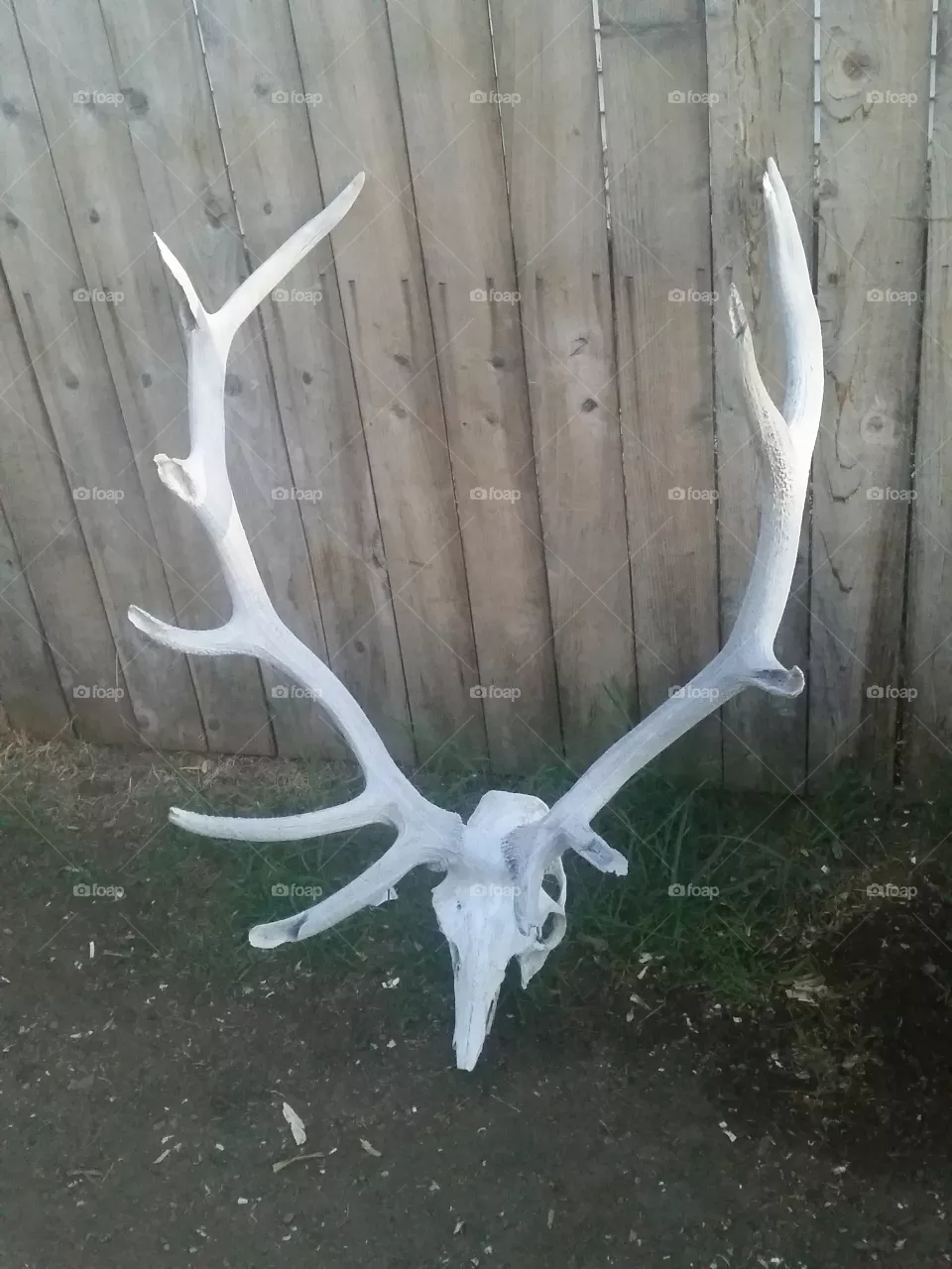 Elk
