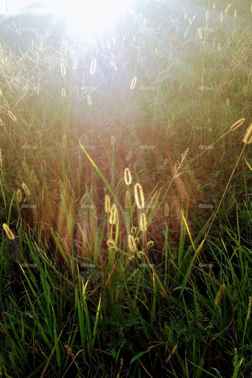 Fuzzy weeds at dusk