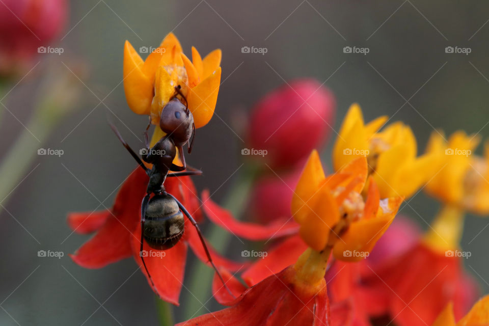 Indian ant feeding on nectar 🐜