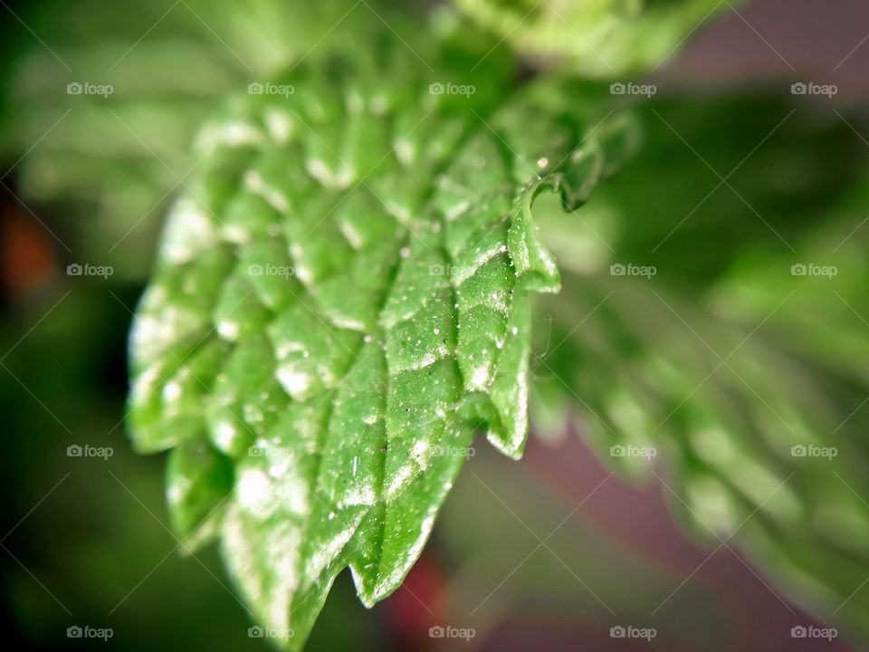 Peppetmint leaf