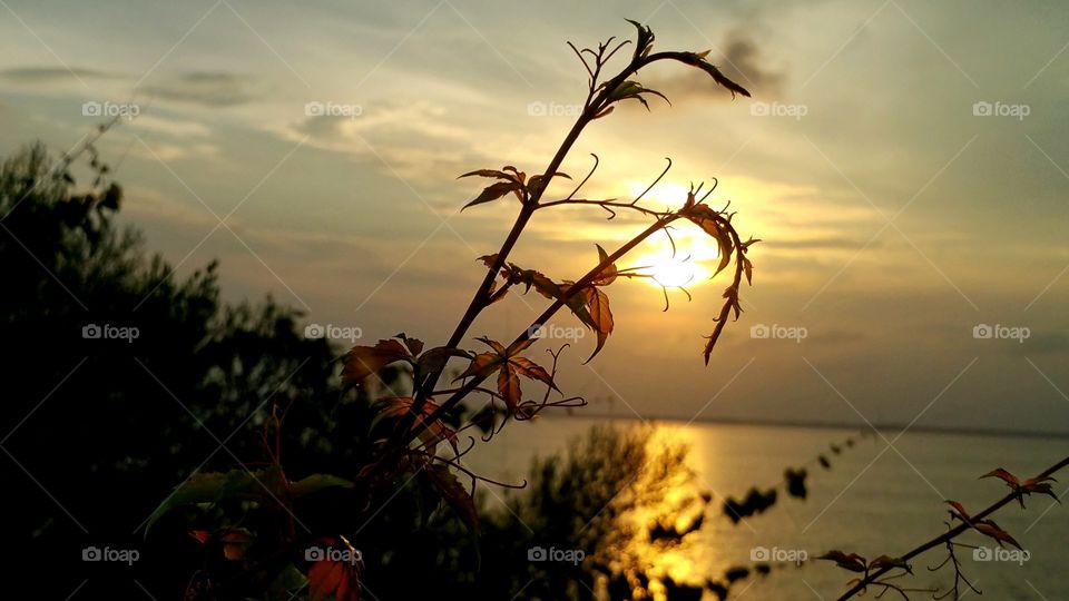 Silhouette of plant in front of lake at sunset