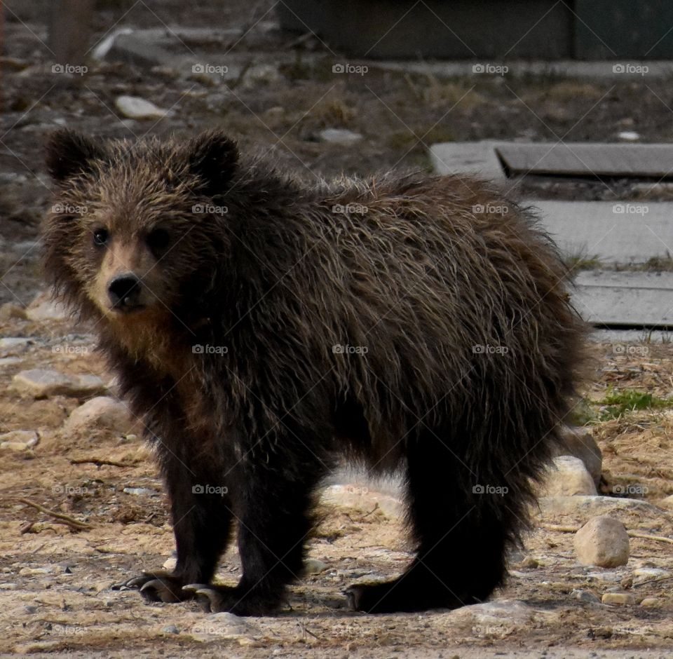 Wandering the Icefields Parkway in the Canadian Rockies, I spotted this adorable, furry Grizzly Bear cub. 