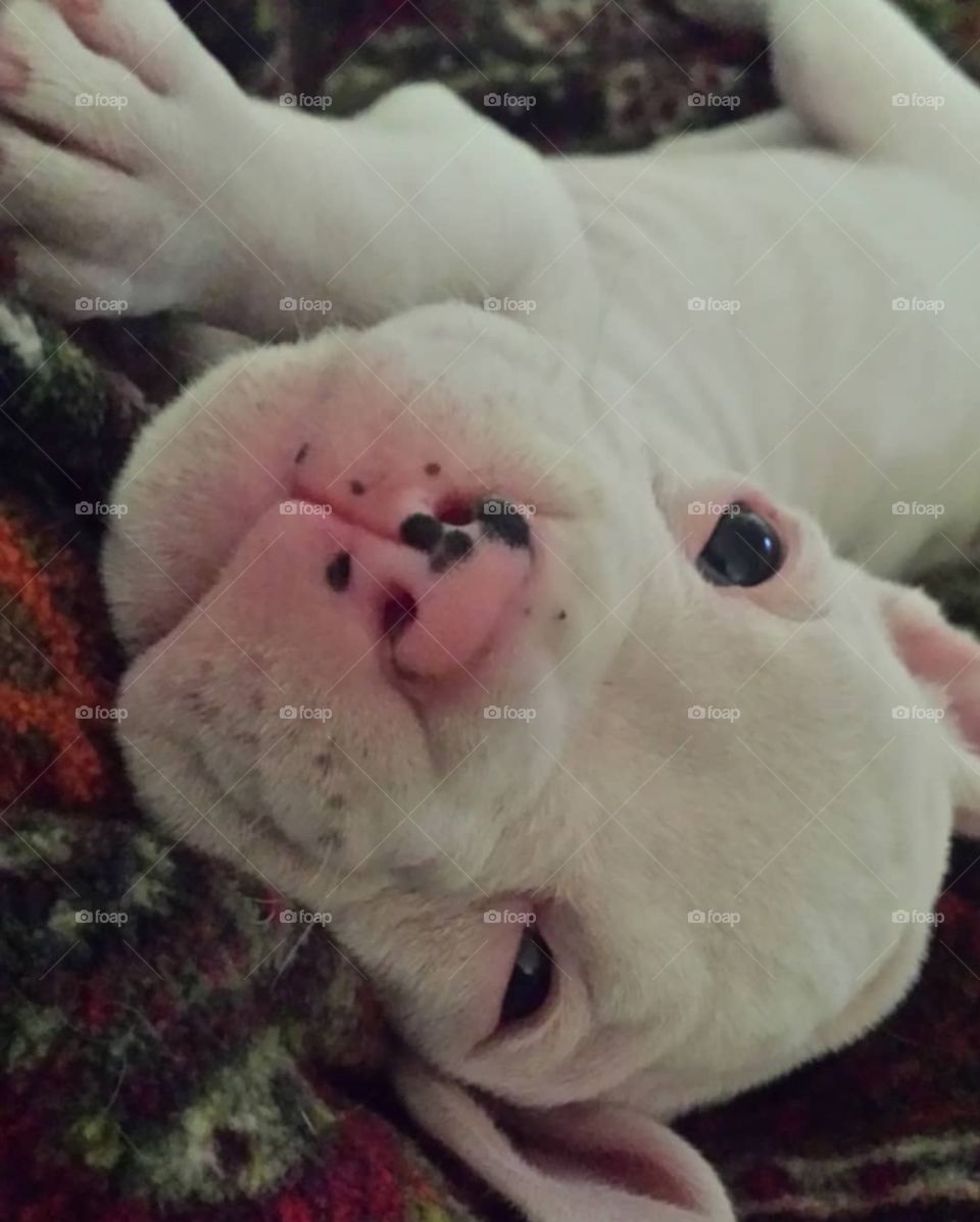 Sleepy White Boxer Puppy with pink nose