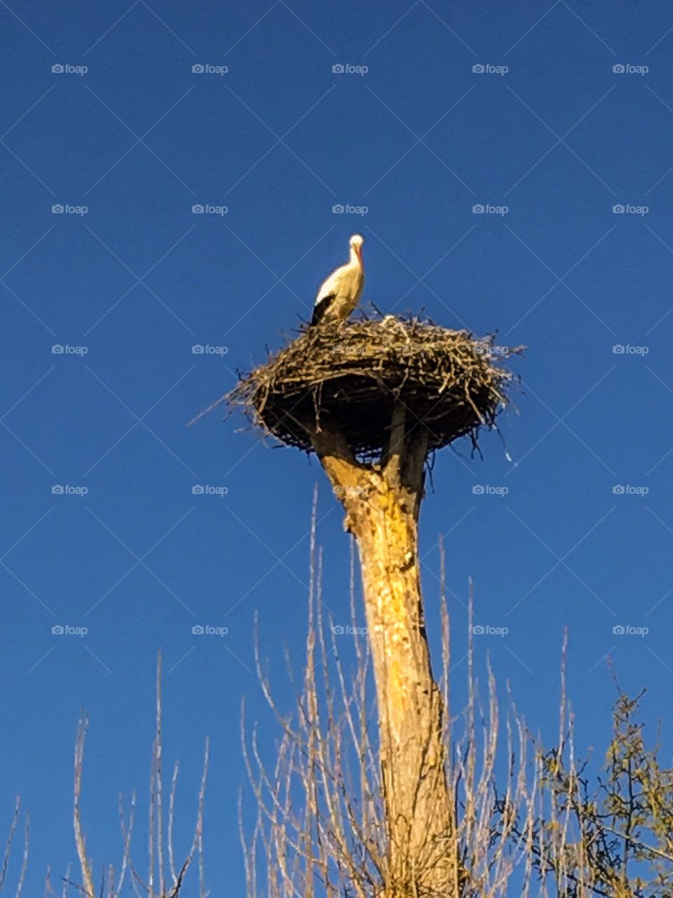 Stork nest 