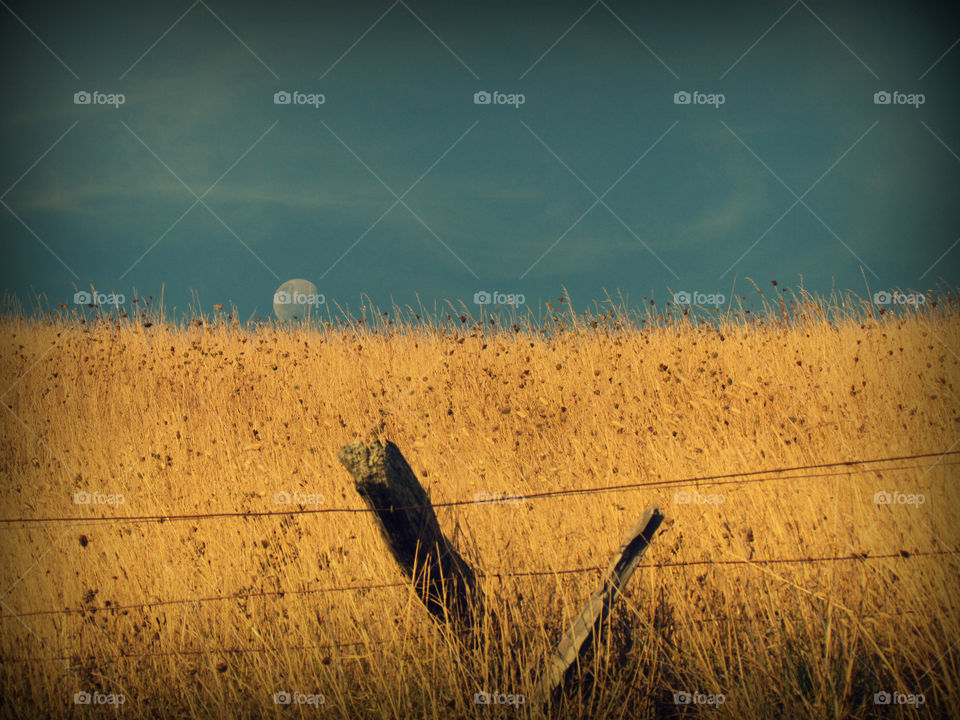 Moon over hay field