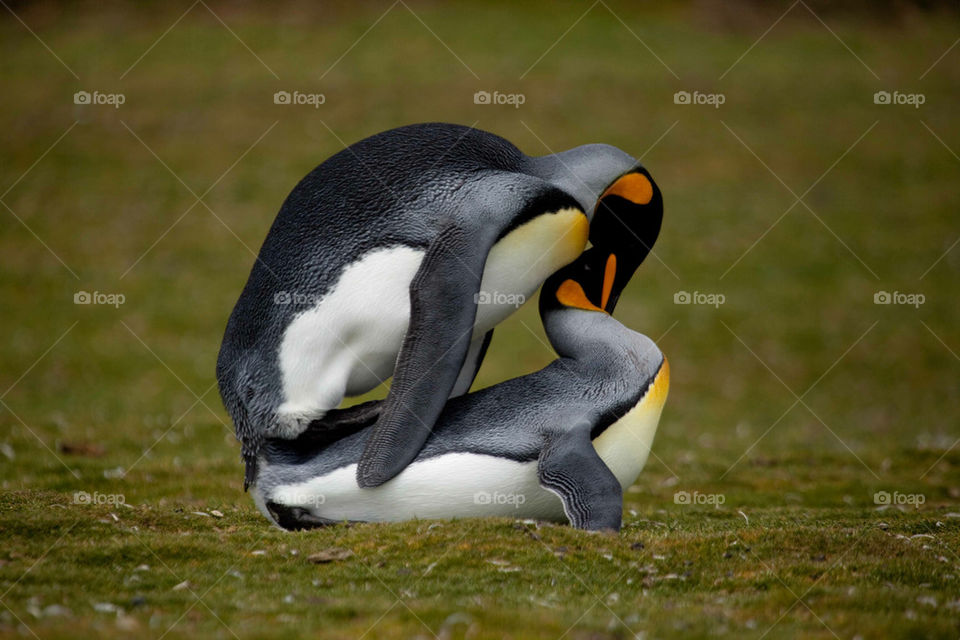 mating king by penguin