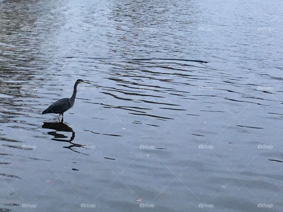 The heron in the mirror