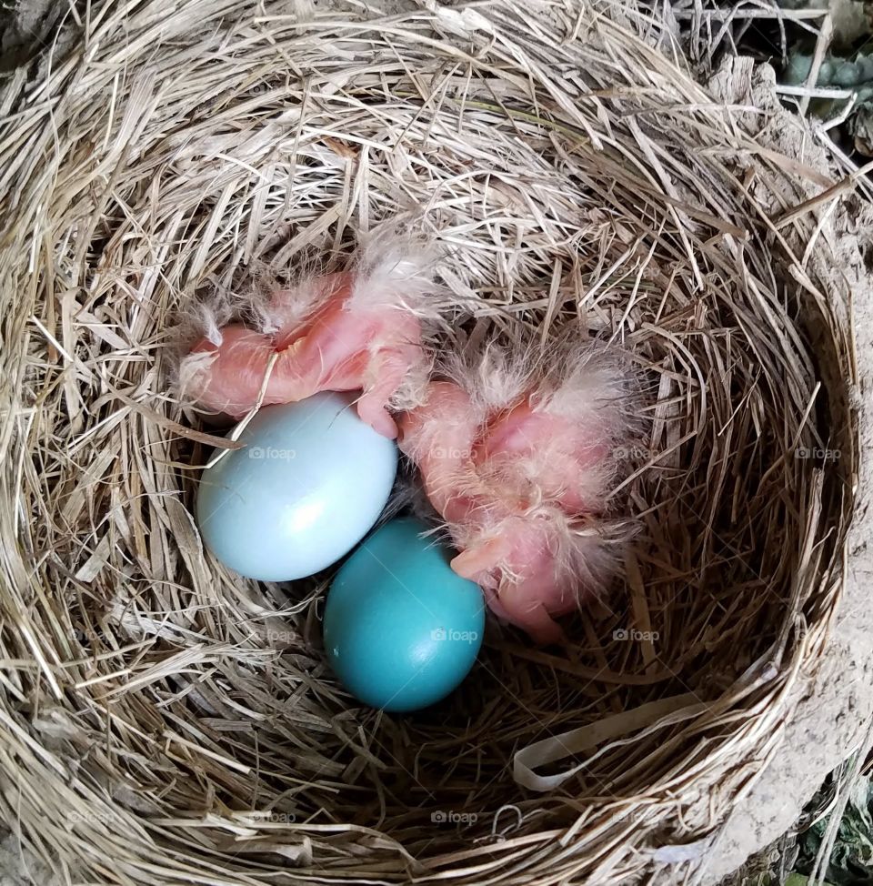 Robin eggs hatching