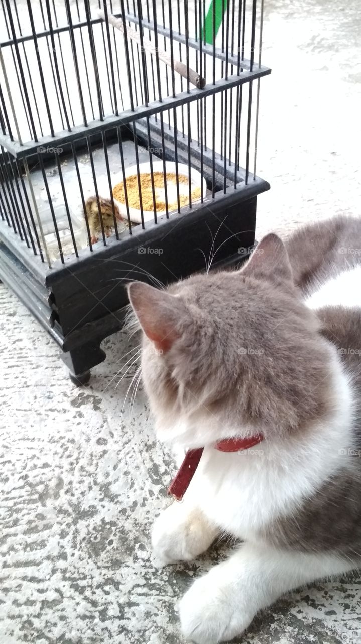 a Cat and a baby Quail