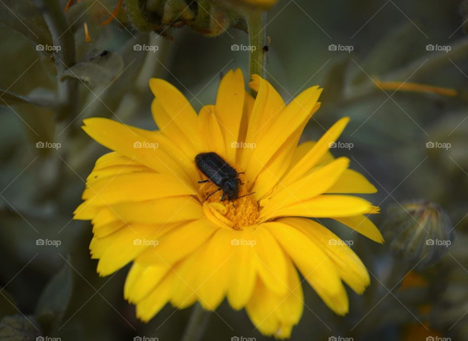 flor amarilla en su mejor esplendor