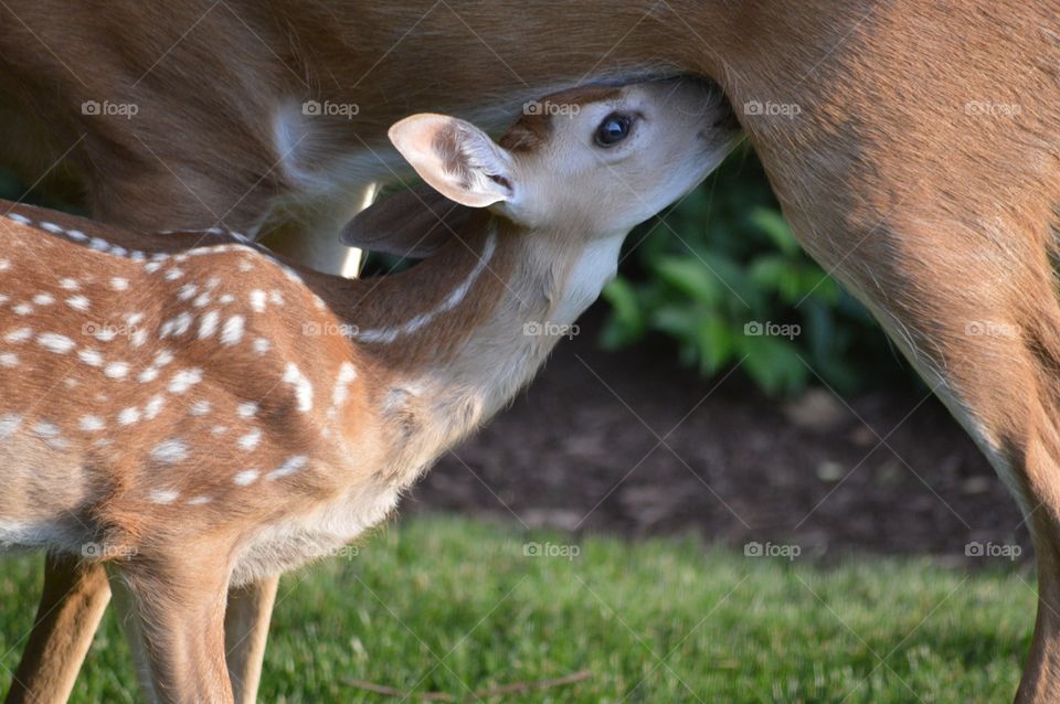 Deer feeding fawn on field