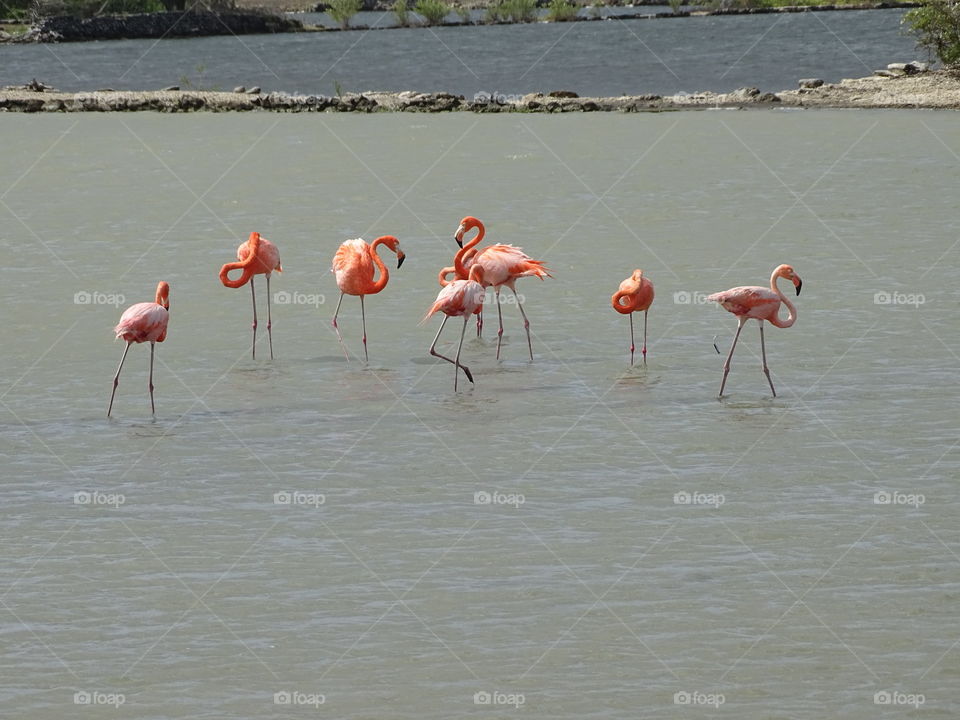 Flamingos in the wild