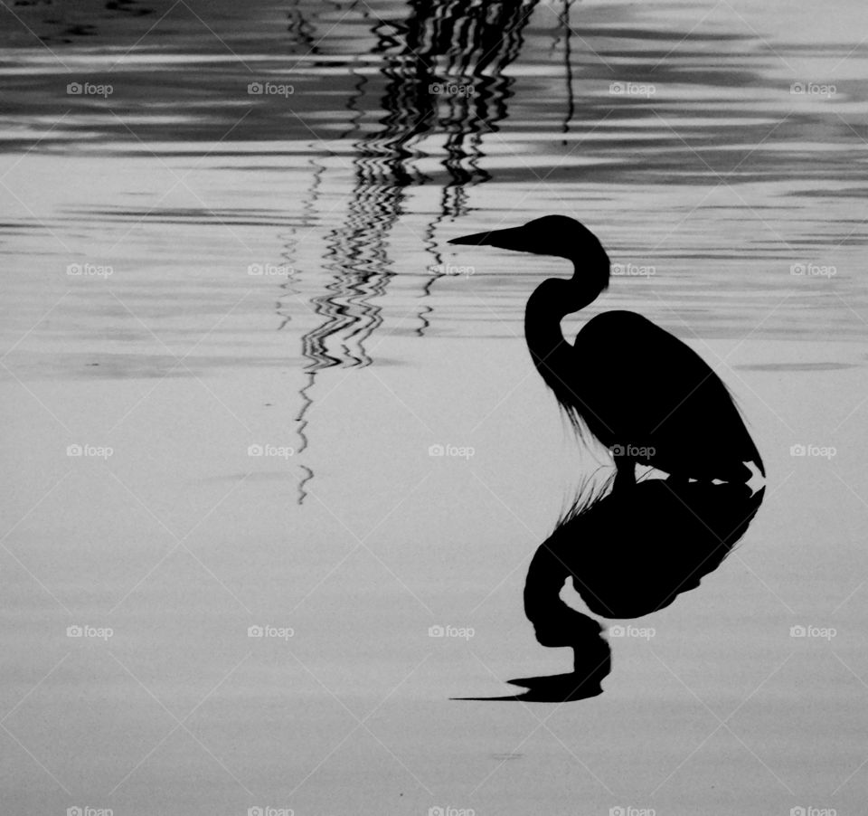 Silhouette of bird in lake