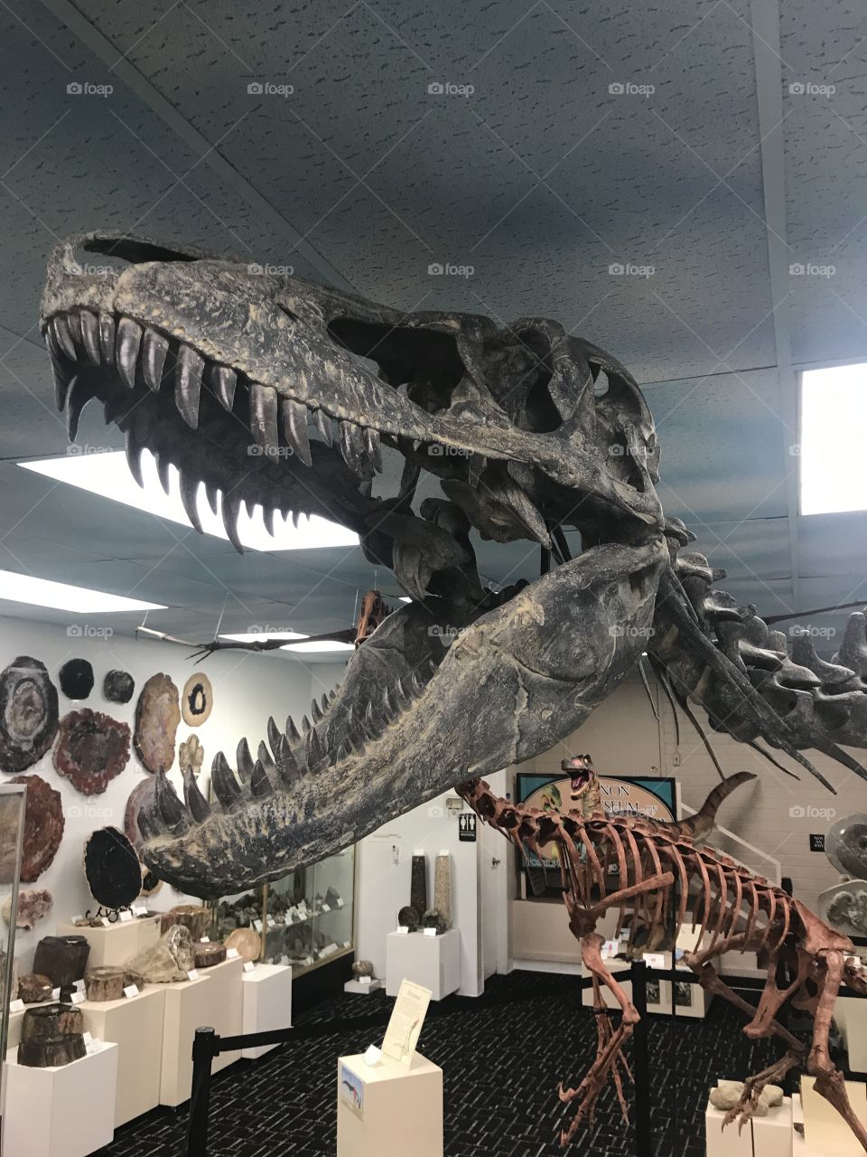 T-Rex skull