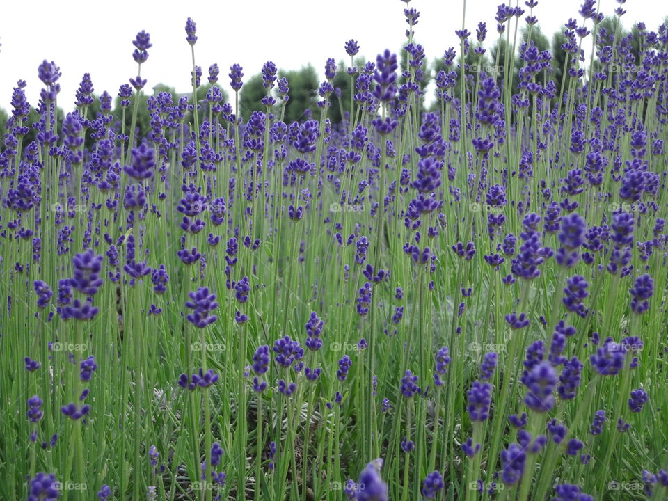 Lavenders. Farm tomita . Hokkaido japan 