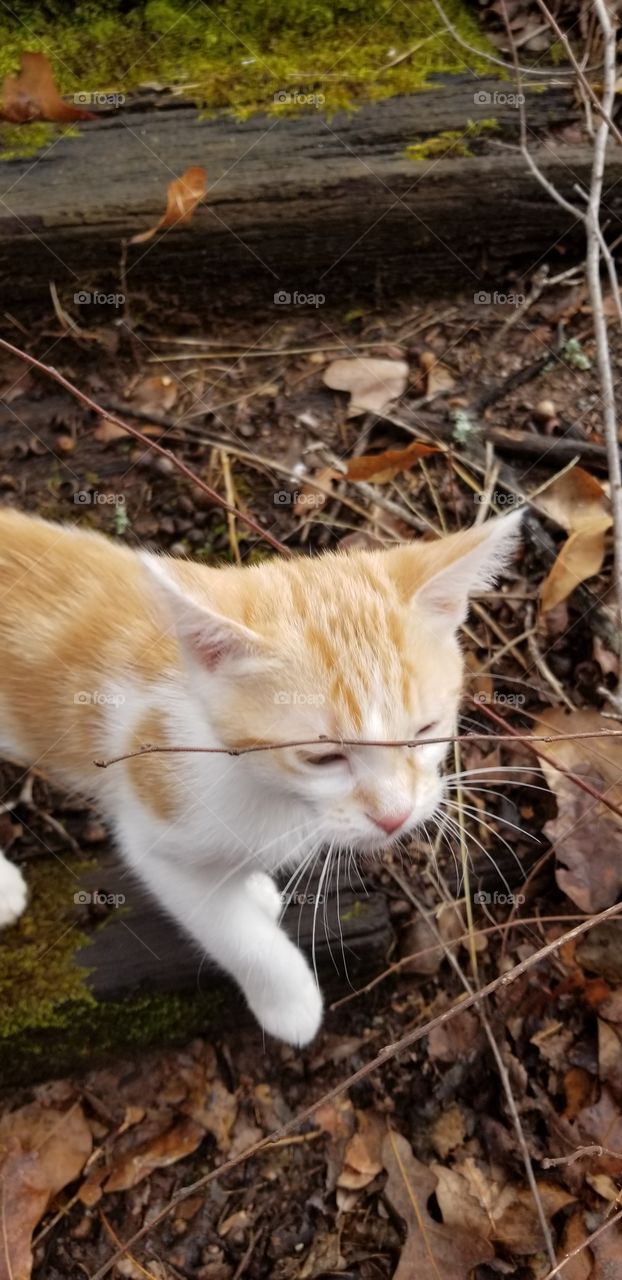kitten plays outside in winter
