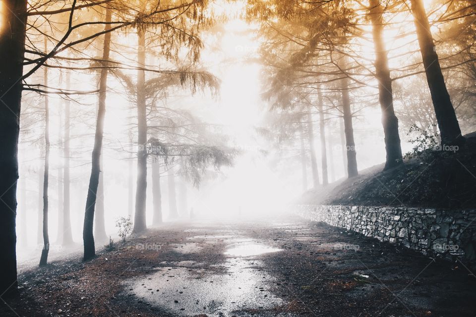 Road passing through forest in misty morning