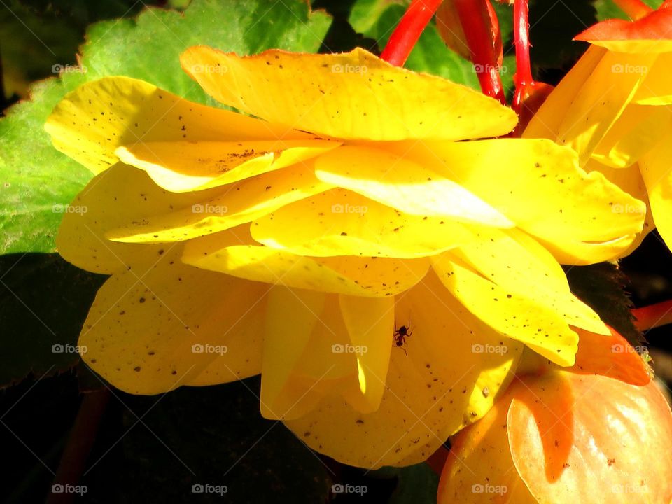 yellow begonia