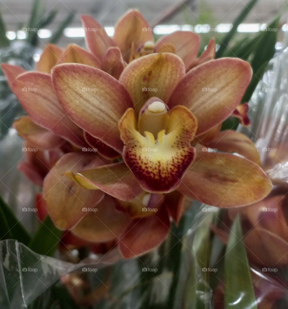 Orquidea em vaso de plástico. A Orquidea, aprecia umidade, mas não tolera encharcamento. O vaso de plástico, deve ser bem vazado, com muitos furos embaixo ou na lateral. Assim, ocorrerá o escoamento da água, evitando o apodrecimento das raízes...