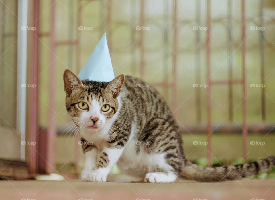 Dart celebrates his very first “Adoptsary”.