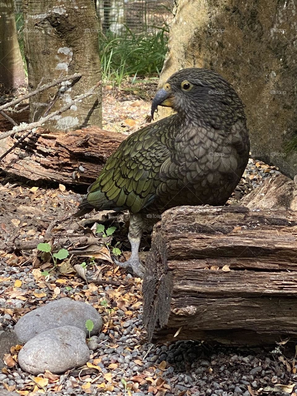 Kea, the New Zealand native parrot, curious and cheeky by nature, always watching