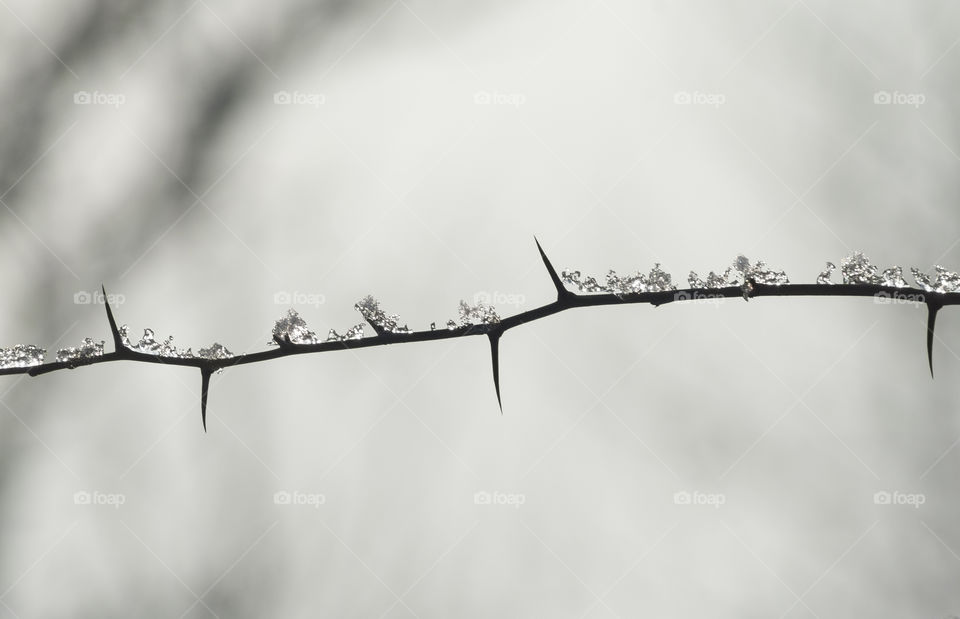 Ice on a branch