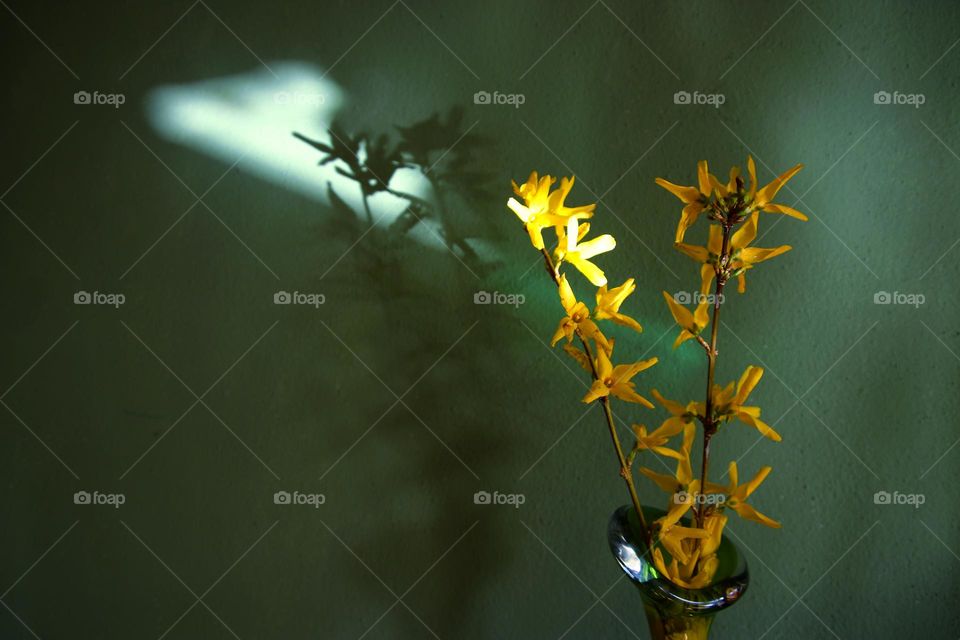 Close up of flowering forsythia twig in glass vase against green background 