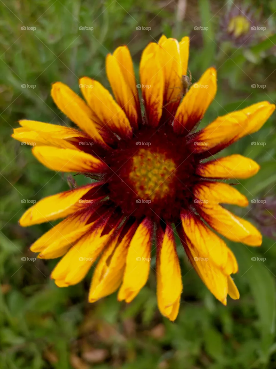 Sun on Earth