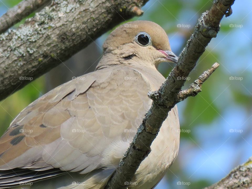A Mourning Dove gets its closeup while sitting in a tree.
