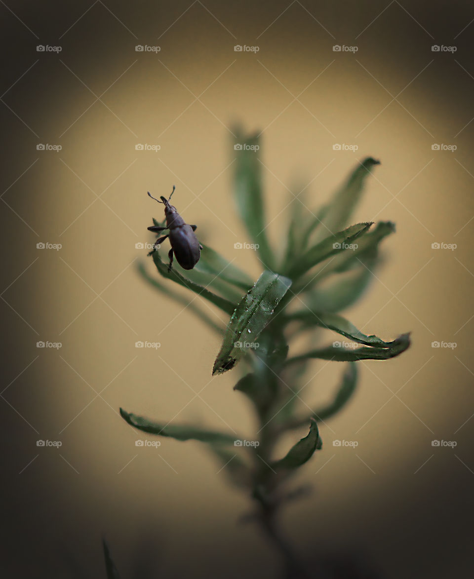 small creature in big world