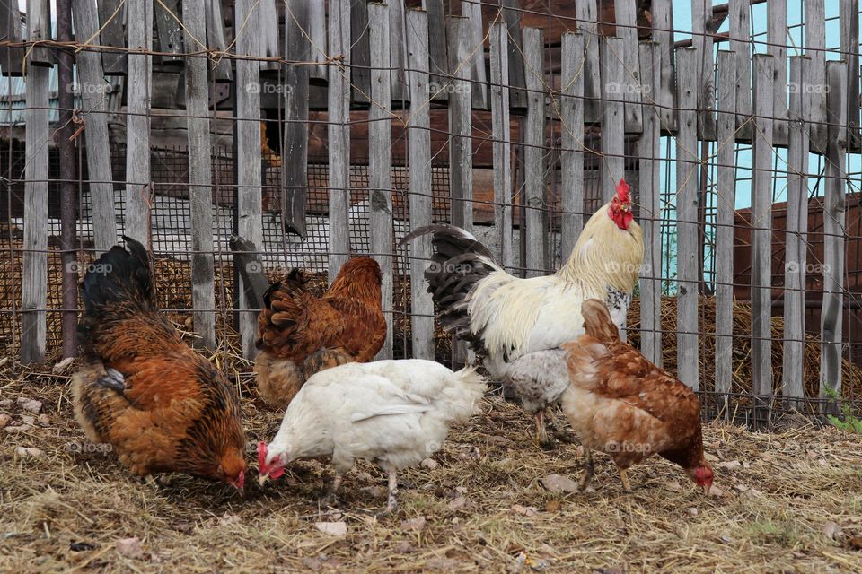 петух с курицами