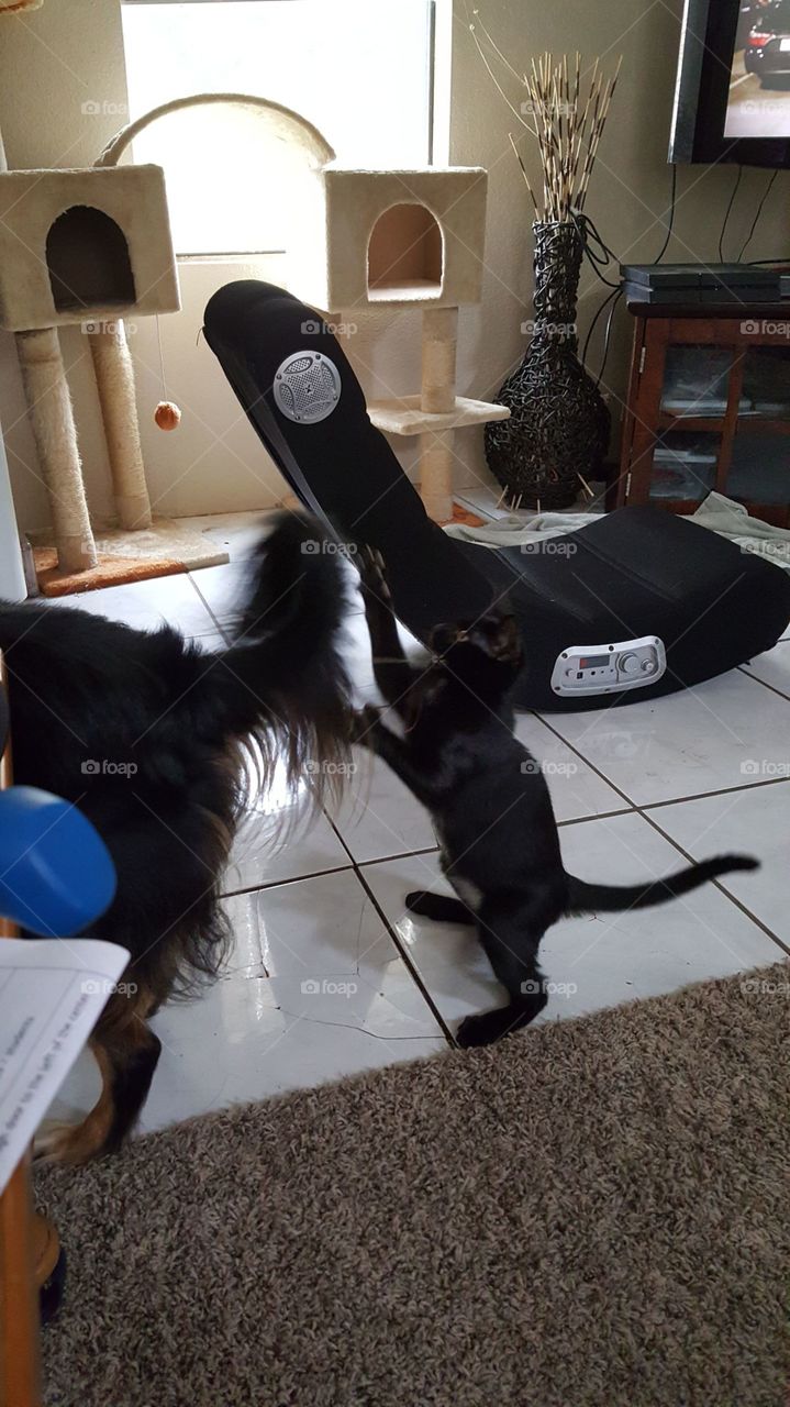 kitten boxing dogs tail