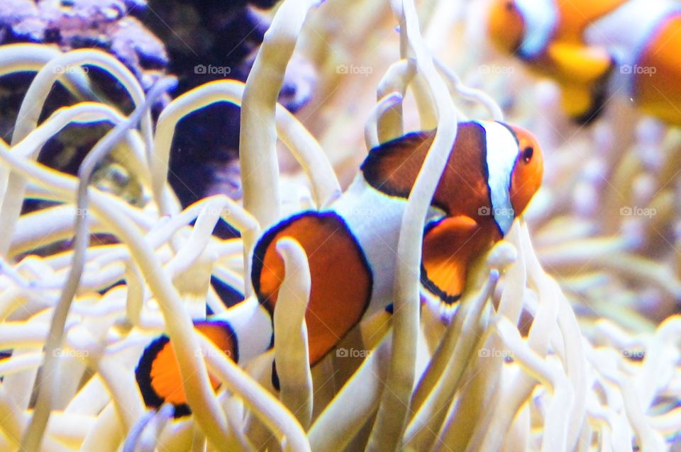 Clown fishes