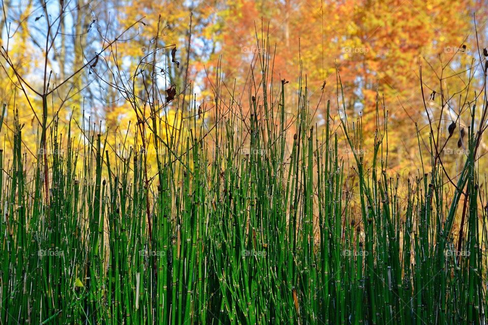 Autumn forest