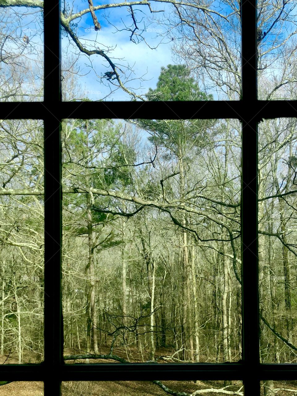 View of the winter woods through upstairs window 