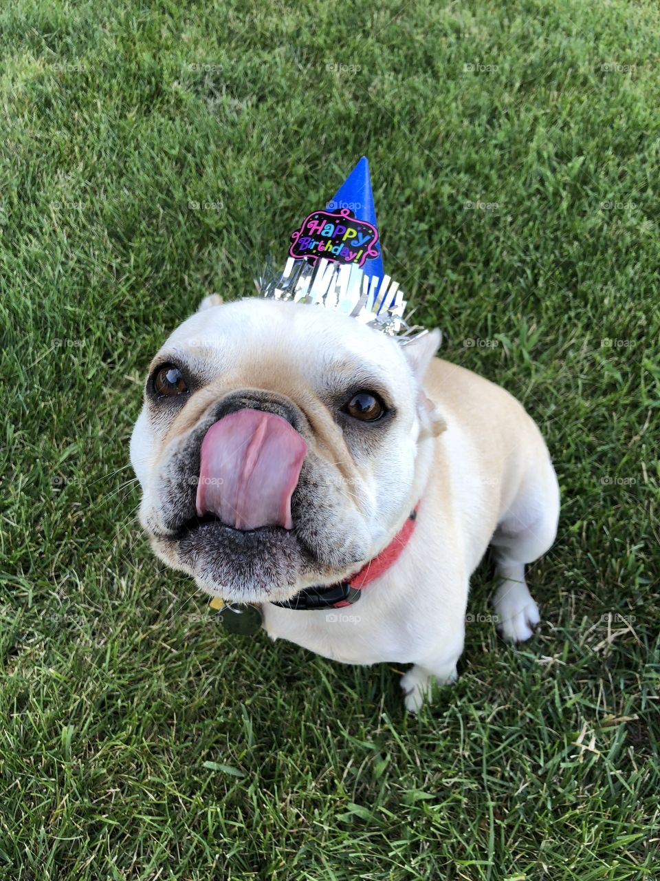 Adorable Fawn-colored Frenchie in a Birthday Party Hat Licking His Lips Waiting for a Treat