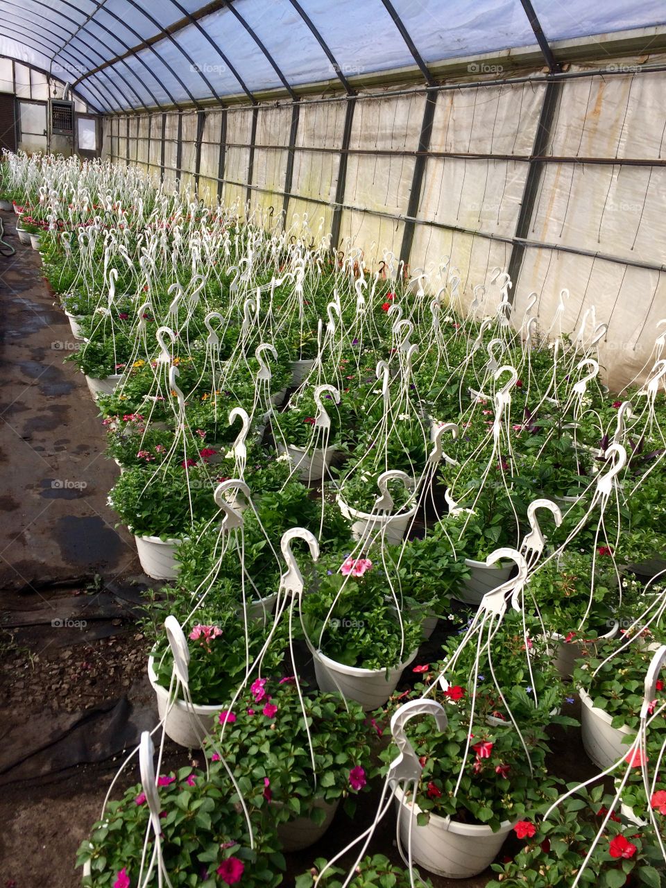 Hanging flower baskets 