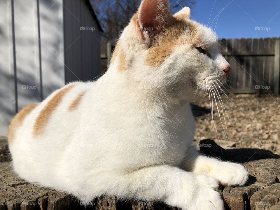 Relaxing cat soaks up some sun rays