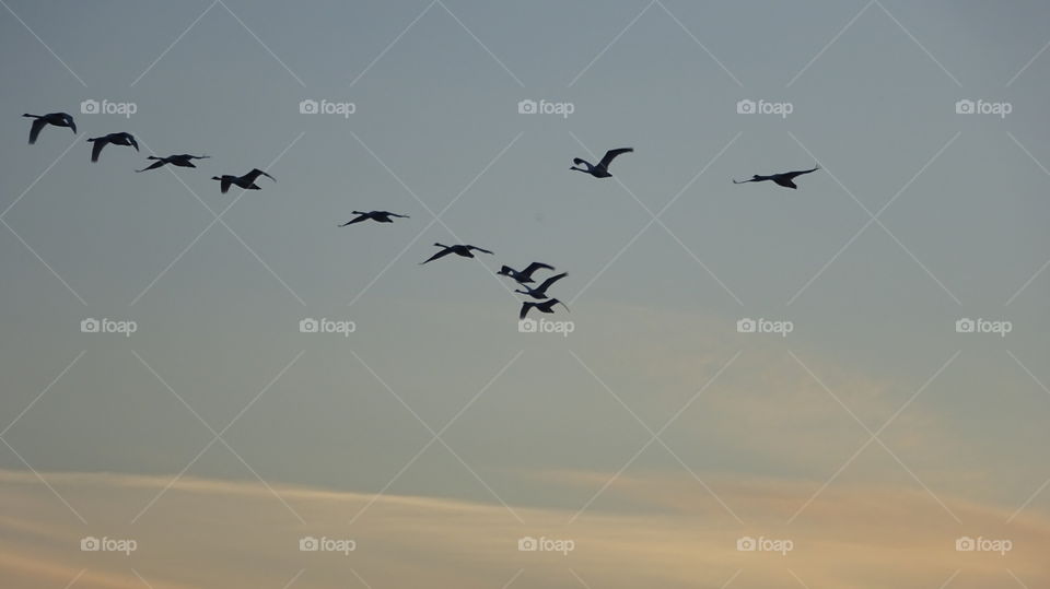 Wild birds in the sky over the Urals in Russia