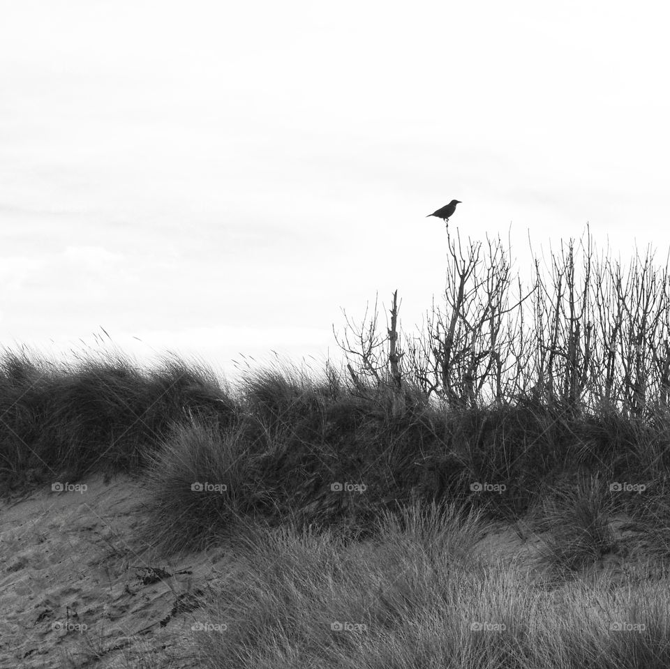 Little bird all by itself against a white sky background 