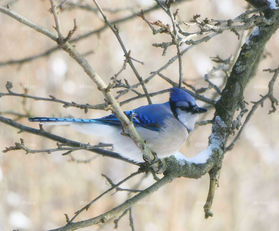 Blue Jay resting in a tree - tree - woods - snow - winter
